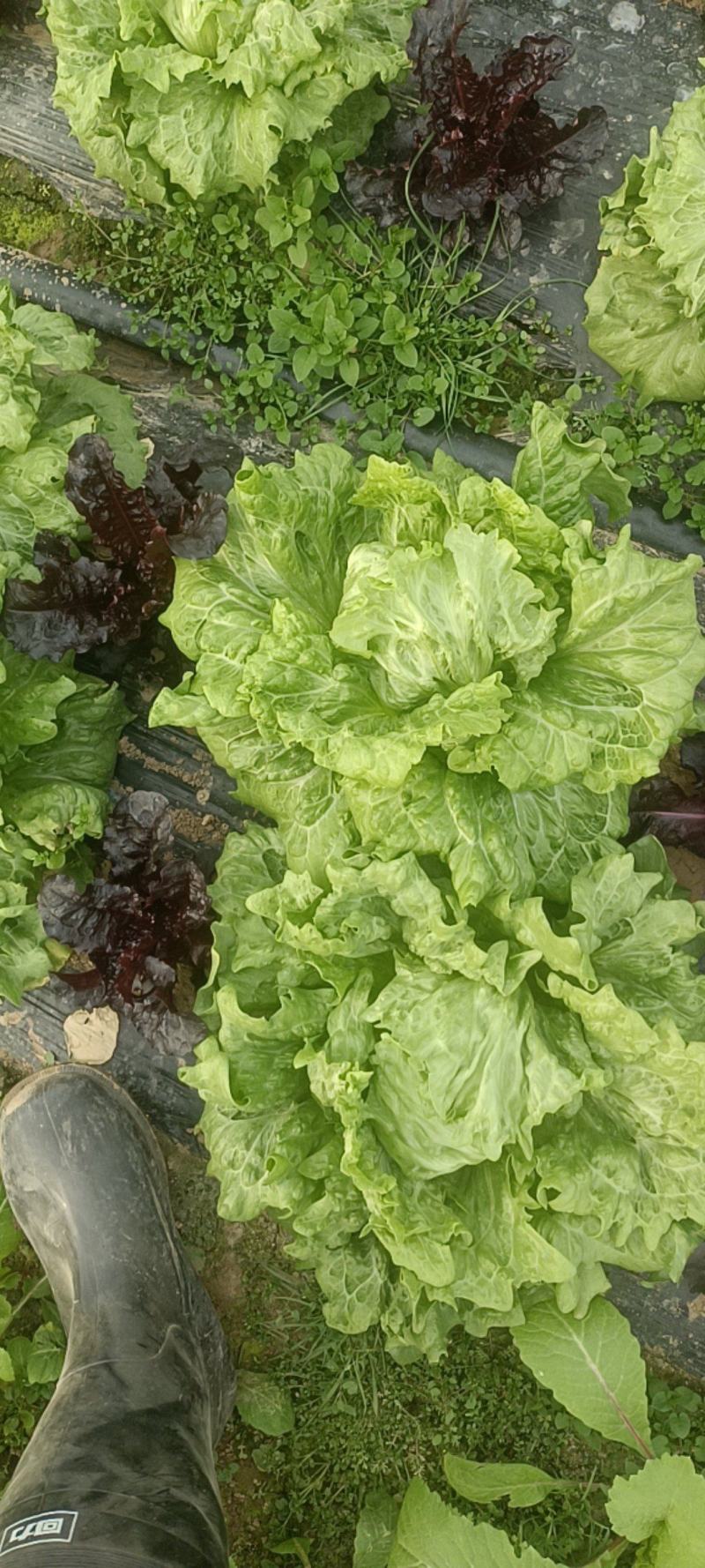 结球生菜，紫叶生菜。