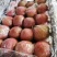 本地富士苹果，红富士苹果，河北深州红富士苹果大量有货