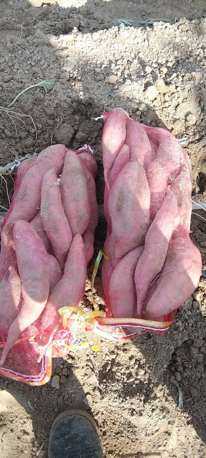 沙地西瓜红，有机种植绿色无公害食品，种植面积大