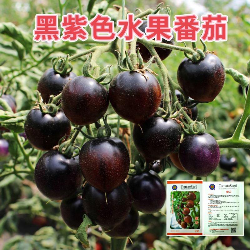 华星紫红色樱桃番茄种籽紫云水果西红柿种子无限生长型品