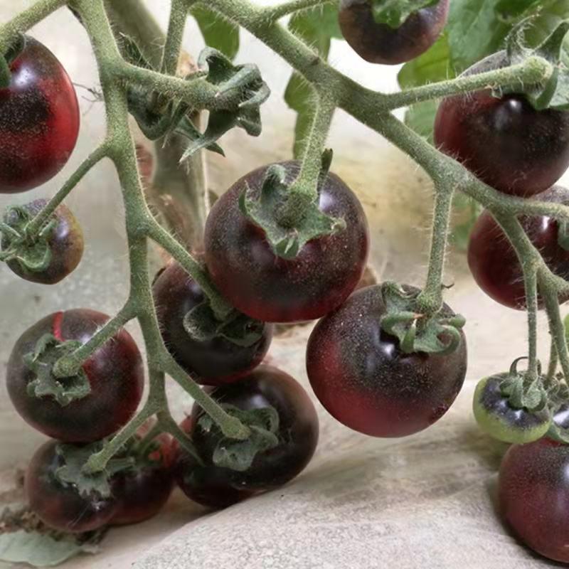 华星紫红色樱桃番茄种籽紫云水果西红柿种子无限生长型品