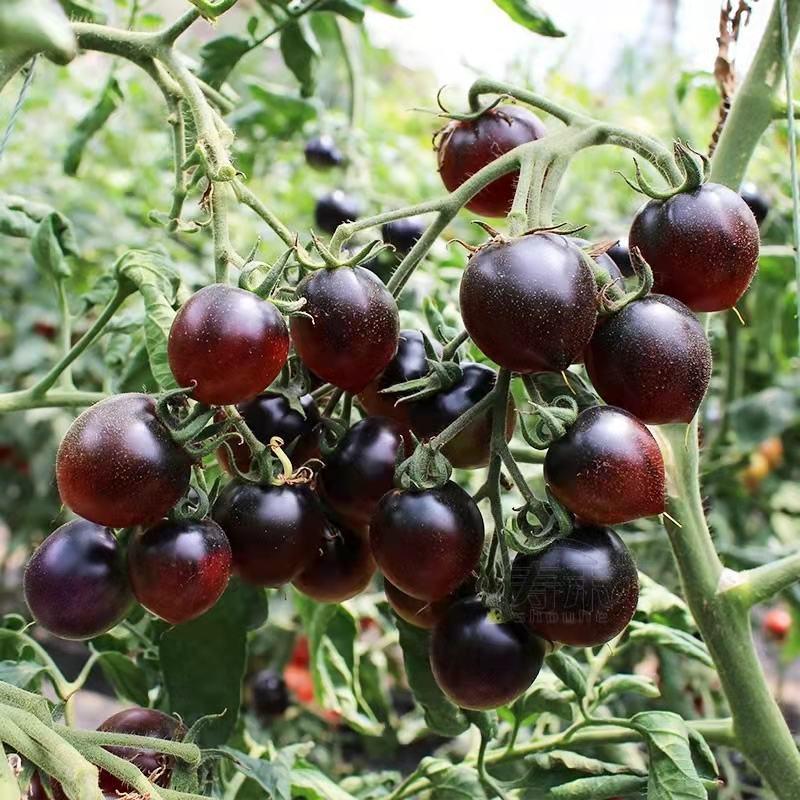 华星紫红色樱桃番茄种籽紫云水果西红柿种子无限生长型品