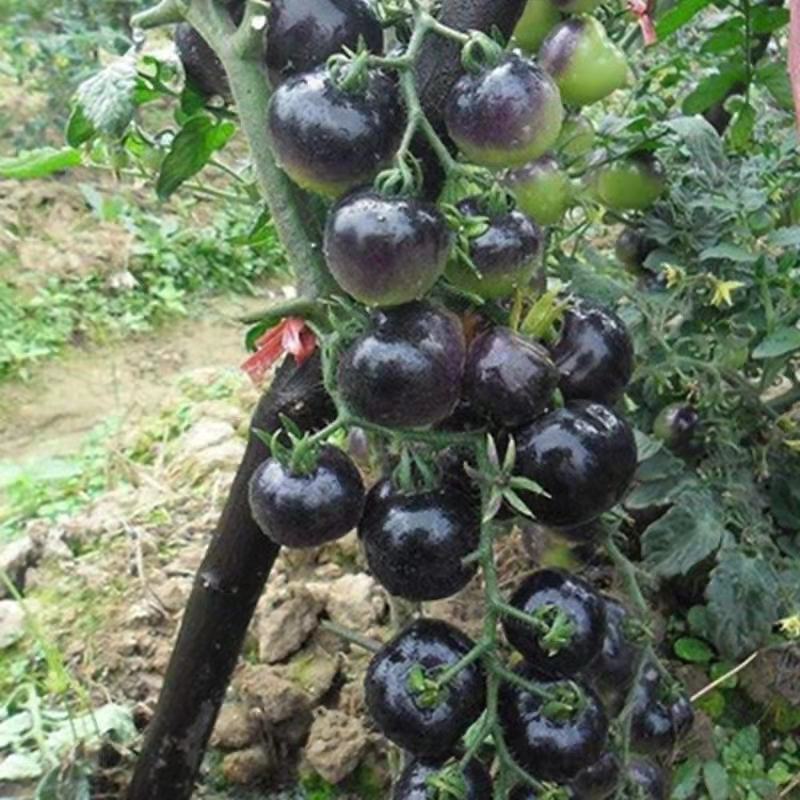 华星紫红色樱桃番茄种籽紫云水果西红柿种子无限生长型品