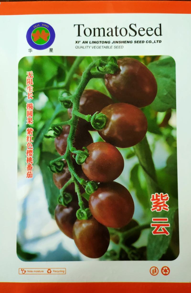 华星紫红色樱桃番茄种籽紫云水果西红柿种子无限生长型品