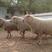 [热]夏洛莱羊客人视频选了三只一只波尔山羊小公羊包邮到家