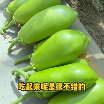 绿长茄子种籽种子苗绿茄子种子青圆茄青皮茄子种子