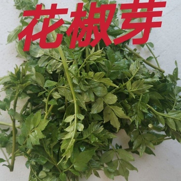 花椒芽上市新鲜特菜，提前联系询价，随行就市