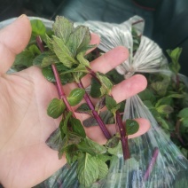 薄荷精品特菜