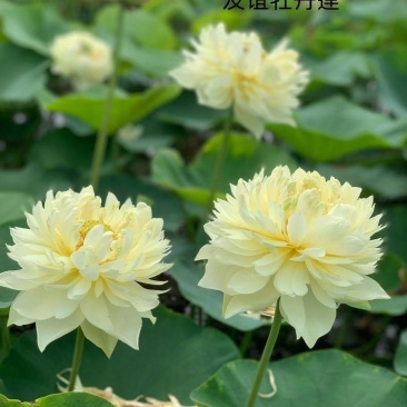 精品荷花苗