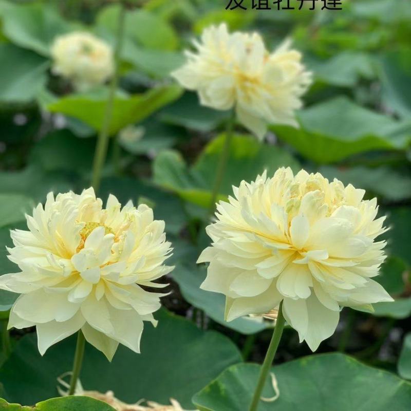 精品荷花苗