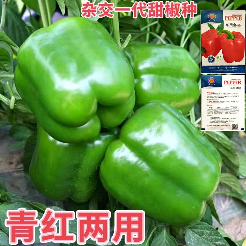 杂交甜椒种子青红两用甜椒种子灯笼椒种子无辣味
