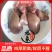 实惠4斤装鹅肝鹅心鹅心肝新鲜散养冷冻鹅心肝生鹅肝心肝批发