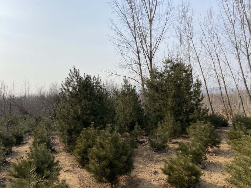 展示丛生白皮松自然生长状态下的树形特征,树干多分枝,树冠呈伞状或丛状分布 丛生白皮松树形展示