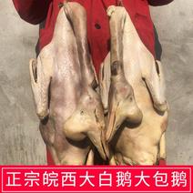六安皖西大白鹅农家腌制腊鹅寿县特产风干鹅大包鹅年货笨白草