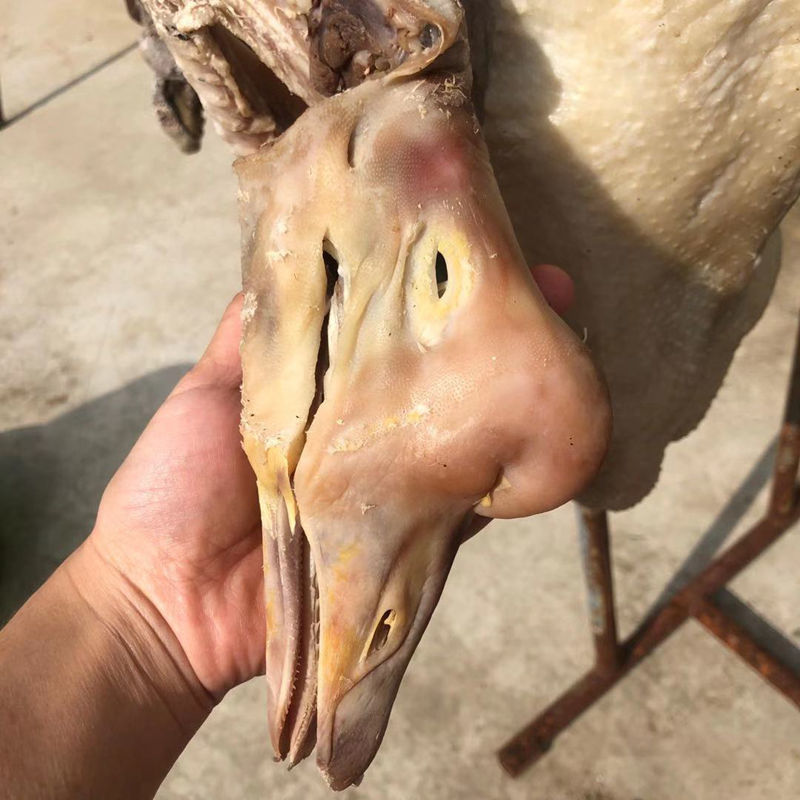 六安皖西大白鹅农家腌制腊鹅寿县特产风干鹅大包鹅年货笨白草