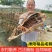 溧阳周城咸鹅农家散养鹅腌制风干鹅腊鹅安徽特产腊肉年货散养