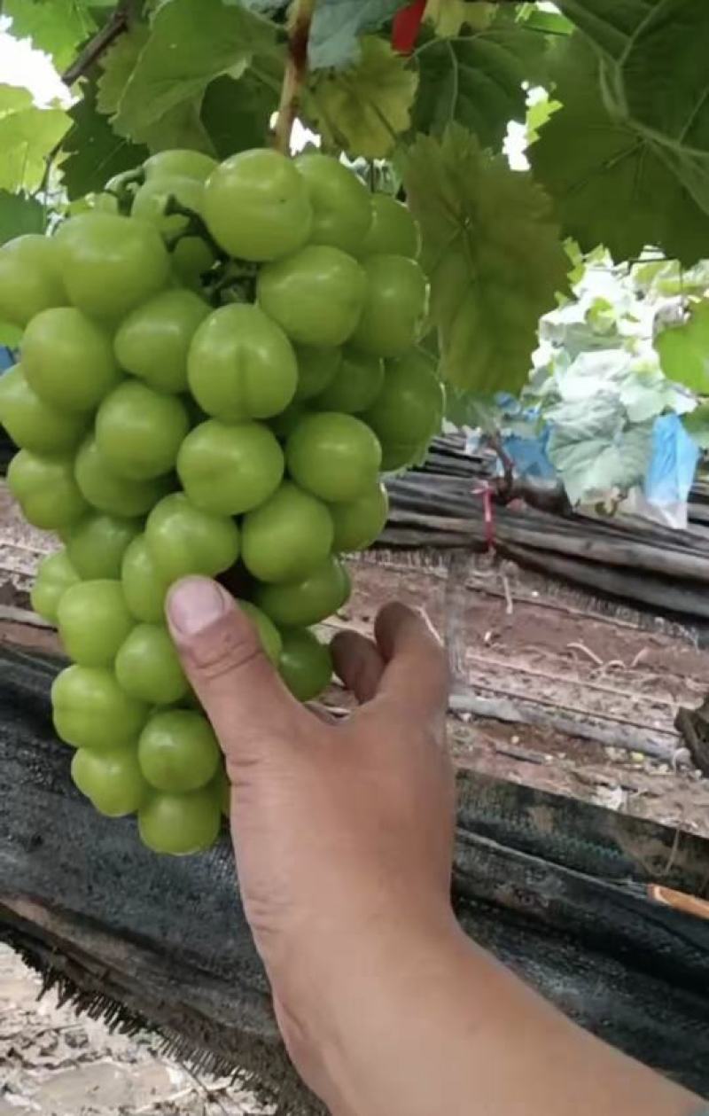 阳光玫瑰！！！！！,！！！！！！！！！！！！！！！！！！