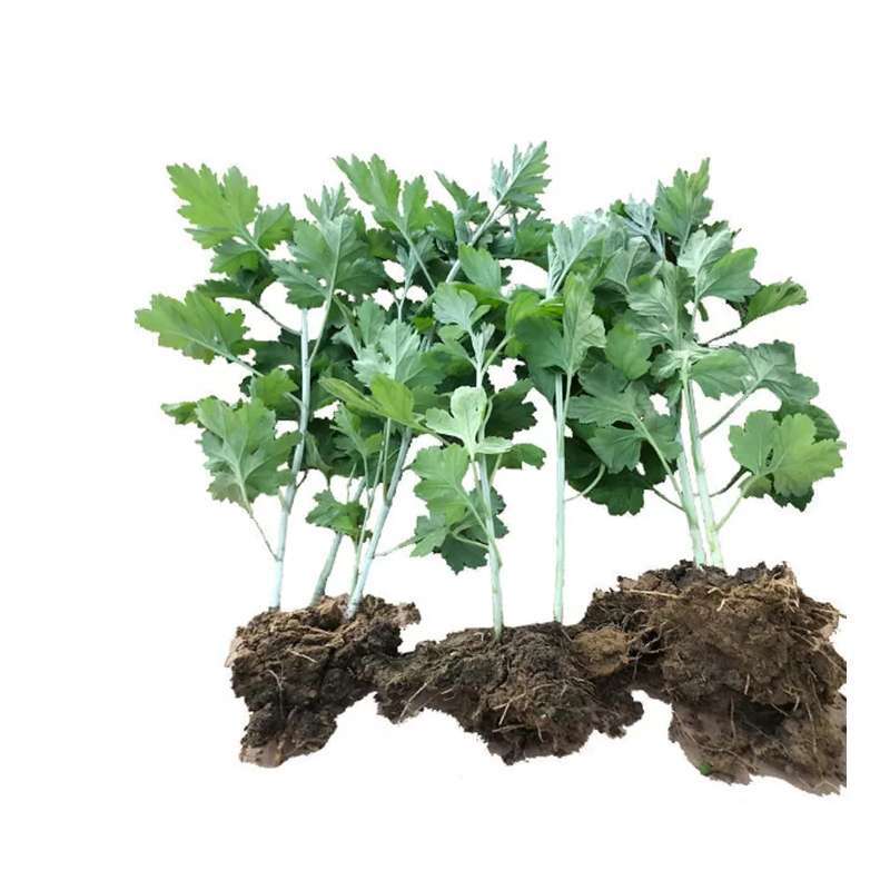 艾草艾草苗批发大叶药用蕲艾苗艾蒿苗泡脚艾灸包邮包成活