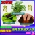 艾草艾草苗批发大叶药用蕲艾苗艾蒿苗泡脚艾灸包邮包成活