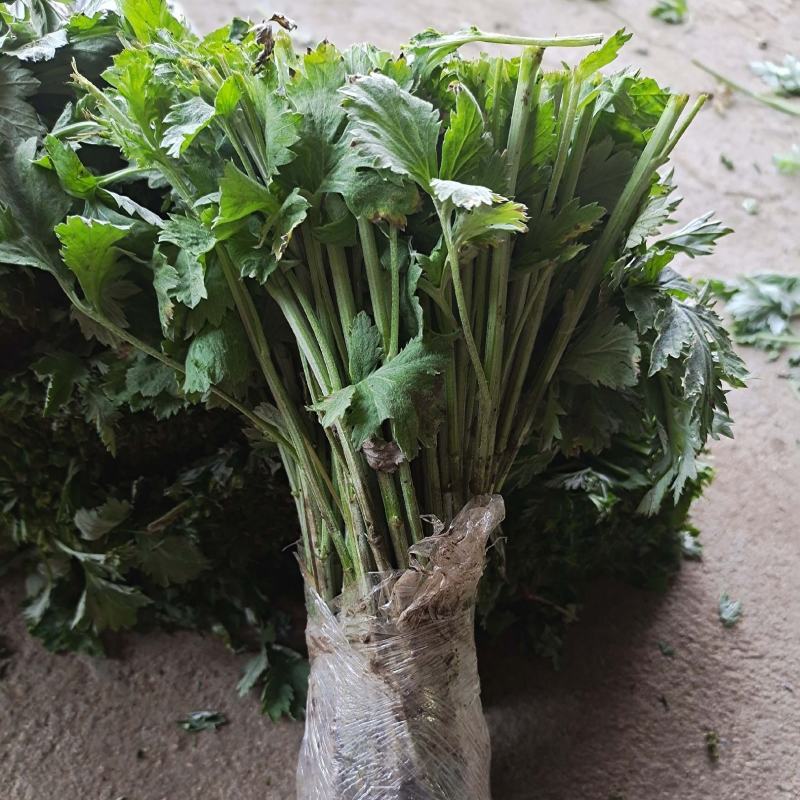 艾草艾草苗批发大叶药用蕲艾苗艾蒿苗泡脚艾灸包邮包成活