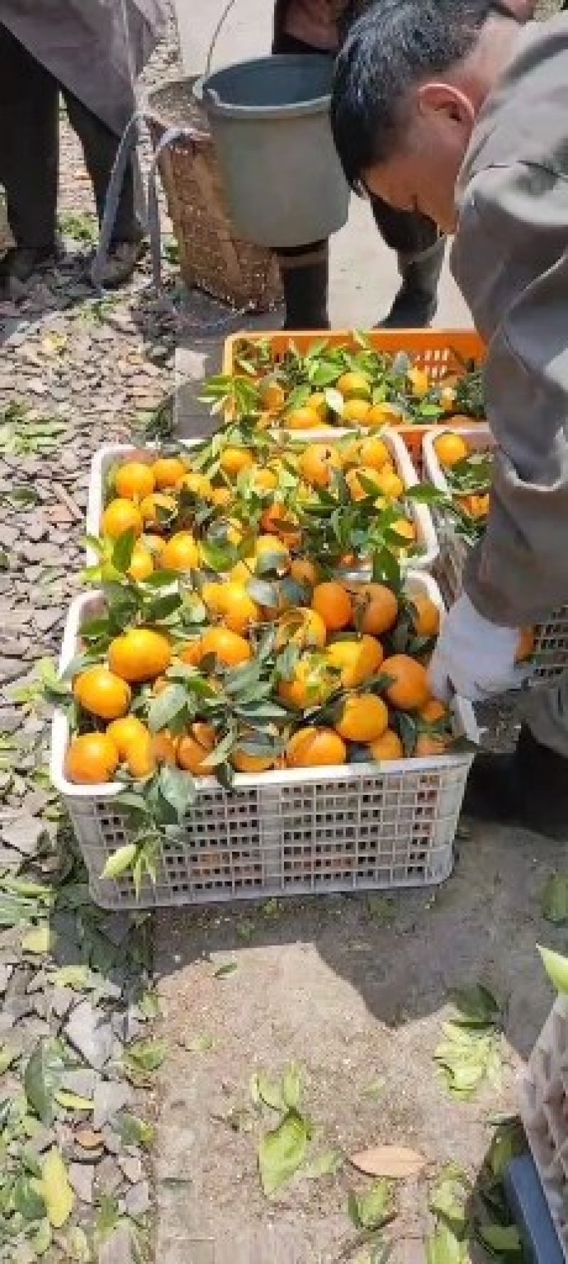 四川沃柑大量上市了。薄皮颜色红。口感纯甜。