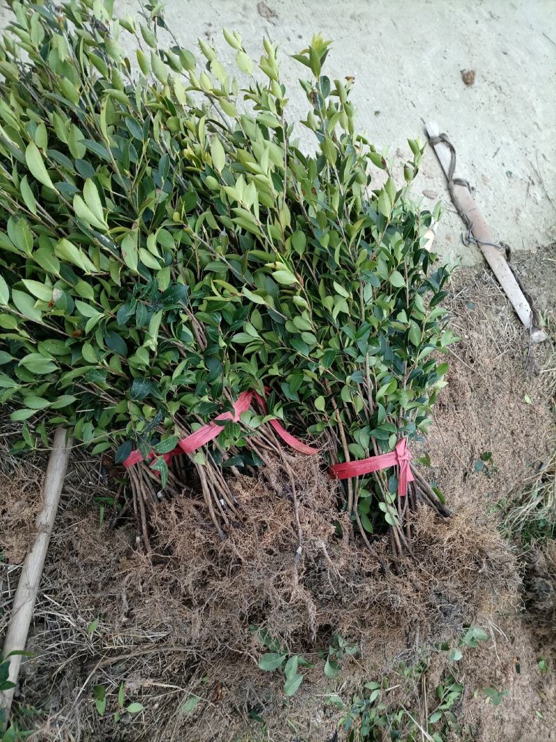 【裸根苗】油茶苗，三年生湘林系列裸根靓苗，产地直发