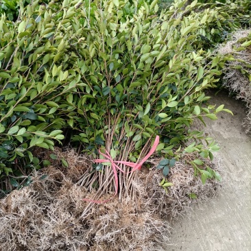 【裸根苗】油茶苗，三年生湘林系列裸根靓苗，产地直发