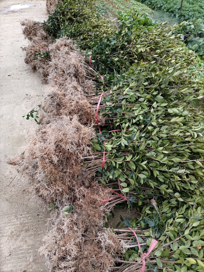 【裸根苗】油茶苗，三年生湘林系列裸根靓苗，产地直发