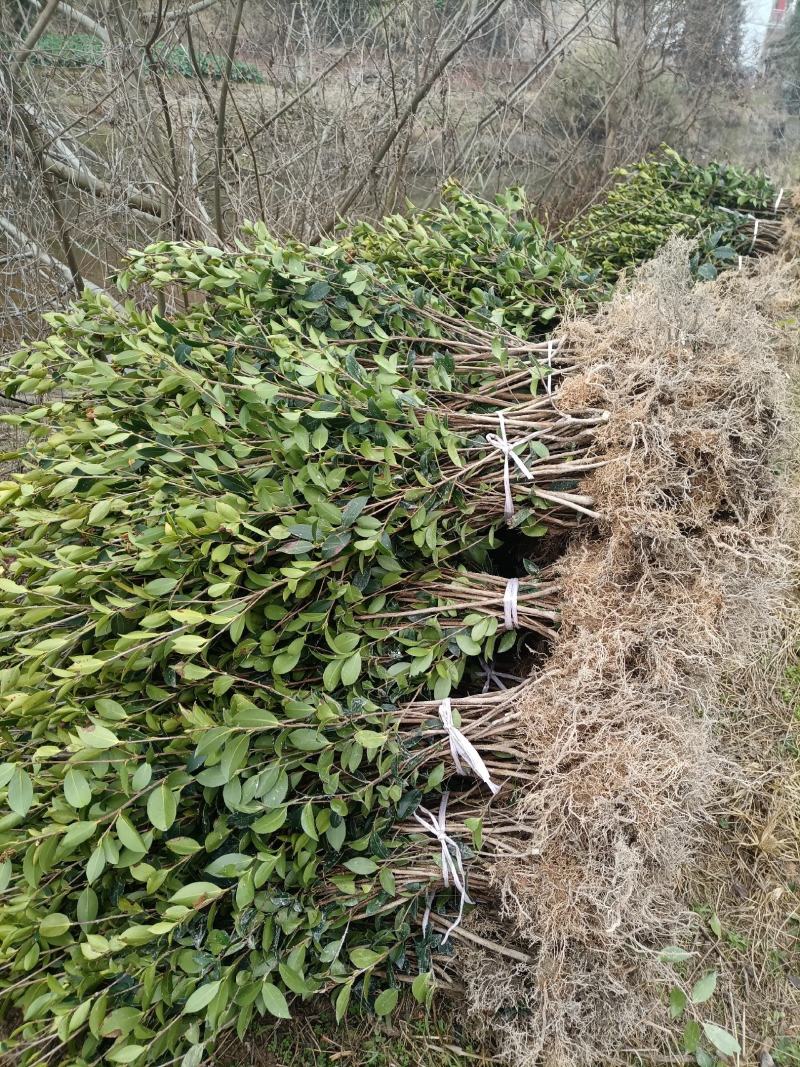 【裸根苗】油茶苗，三年生湘林系列裸根靓苗，产地直发