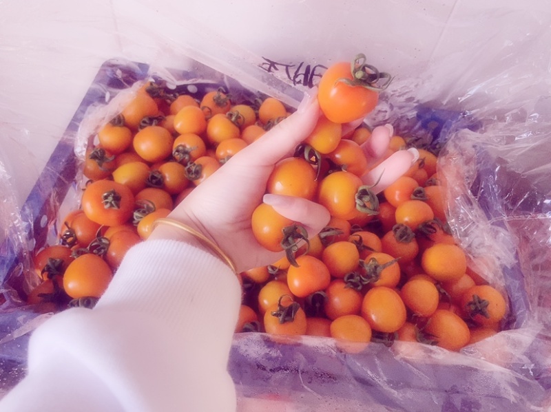 409、碧娇、黄柿子…大量现货。