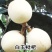 热卖白玉枇杷苗无核枇杷苗南北方种植耐寒性强，果型大