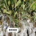 热卖白玉枇杷苗无核枇杷苗南北方种植耐寒性强，果型大