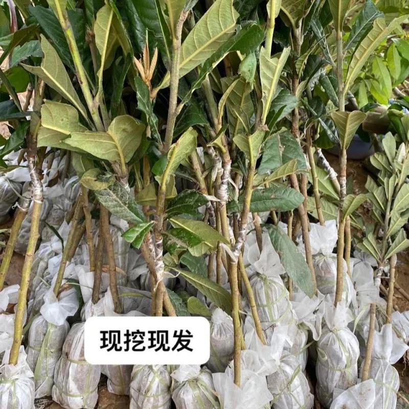 热卖白玉枇杷苗无核枇杷苗南北方种植耐寒性强，果型大