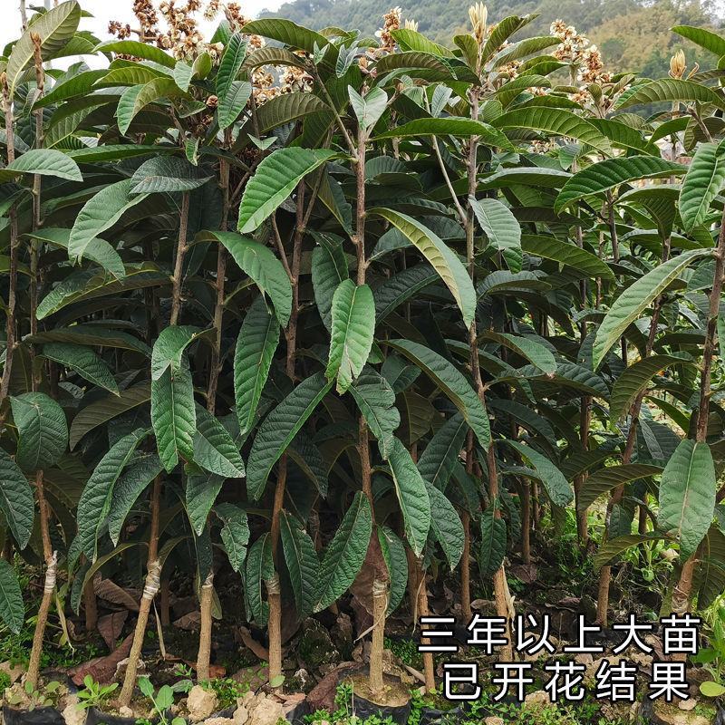 热卖白玉枇杷苗无核枇杷苗南北方种植耐寒性强，果型大