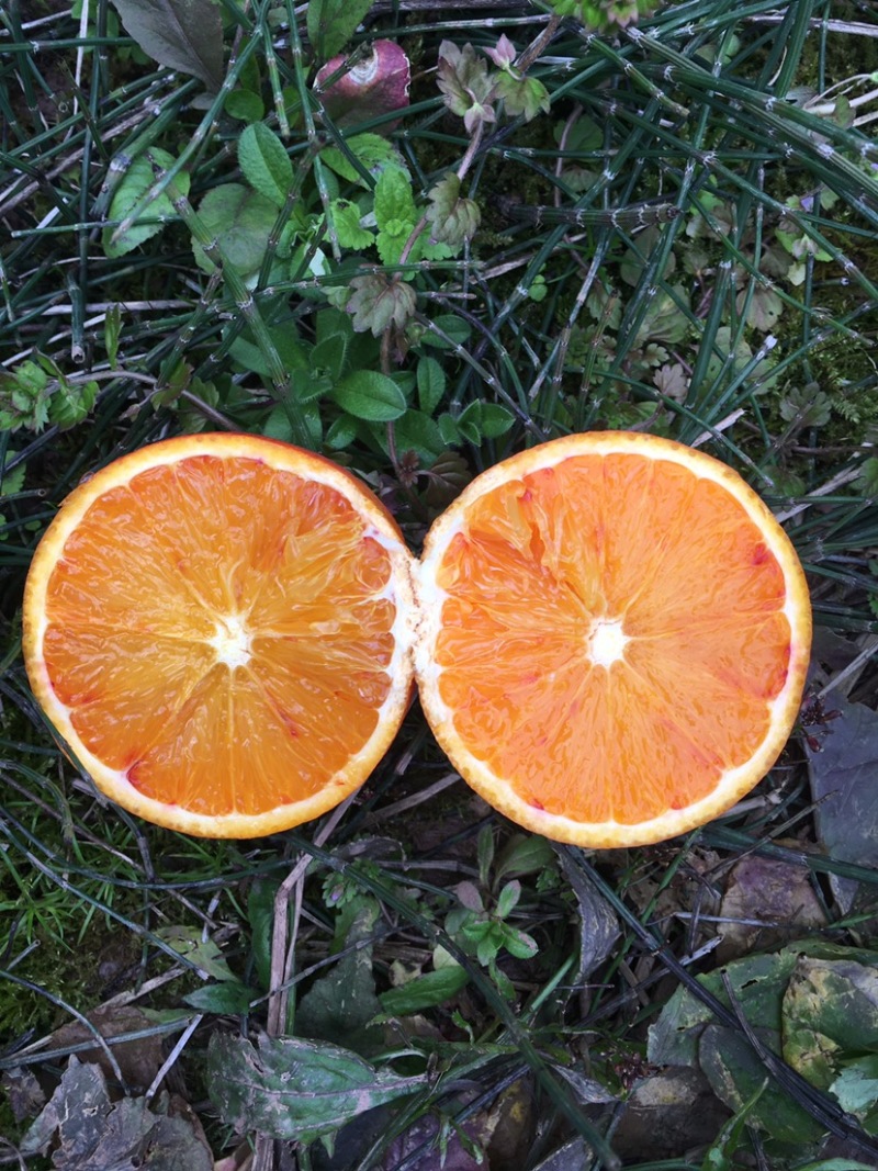 早熟塔罗科血橙、玫瑰香橙代办