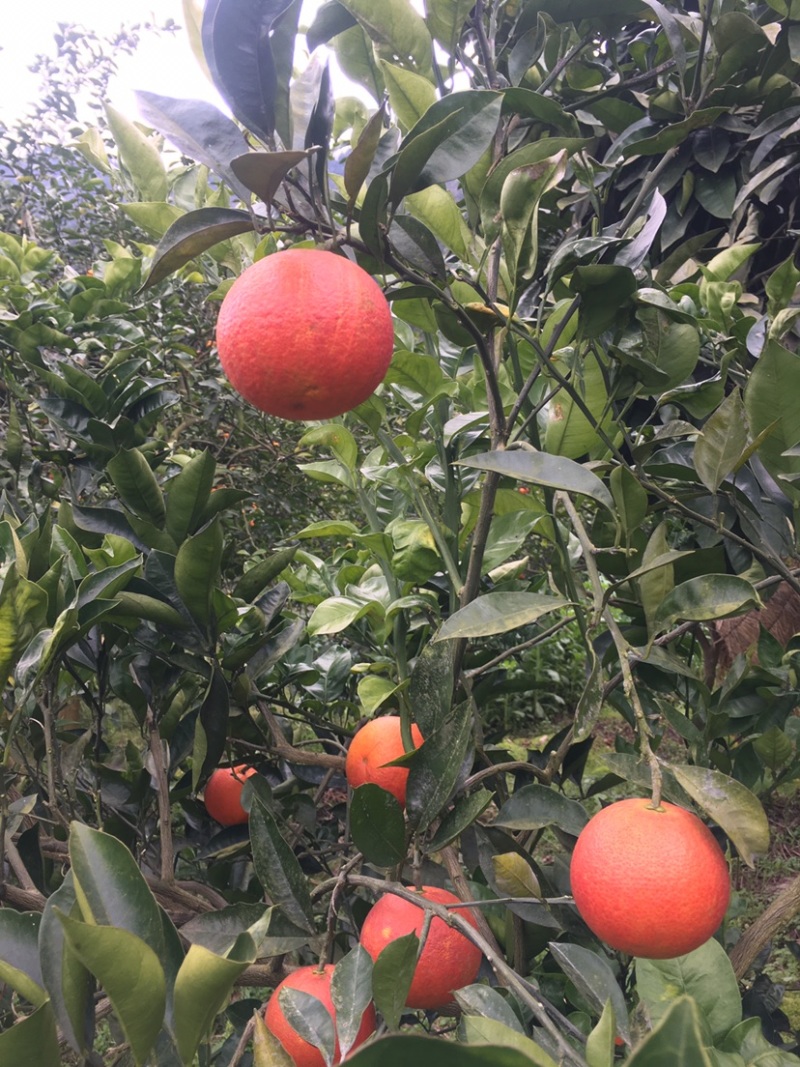 早熟塔罗科血橙、玫瑰香橙代办