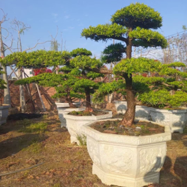 造型罗汉松罗汉松盆景罗汉松种植基地现货低价批发