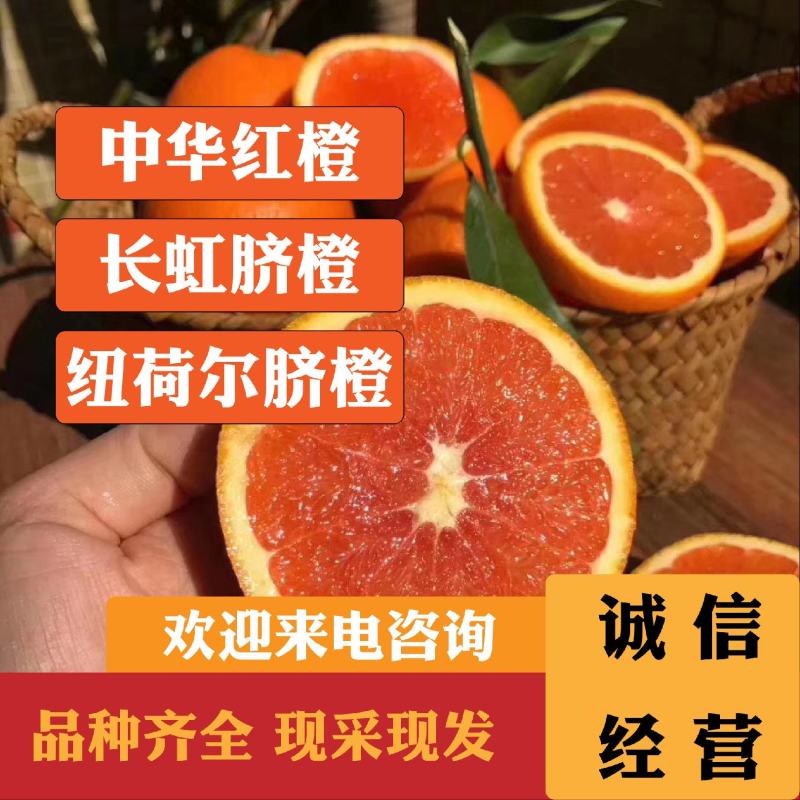 中华红血橙产地大量供应一级果二级果现场採摘.保质保量.