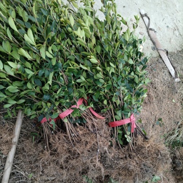 油茶苗，湘林210二年生裸根苗，现挖现卖。