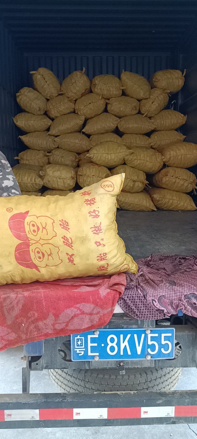 广西贺州马蹄颜色好果头多口感好无渣产地直收一手货源