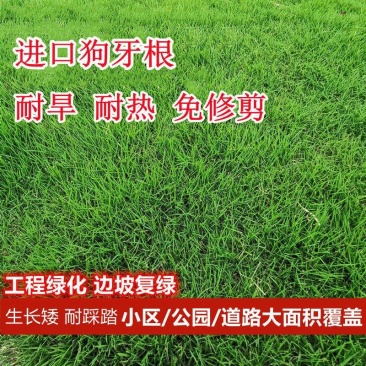 狗牙根种子草籽草坪种子护坡固土耐热耐旱耐践踏四季常青工程