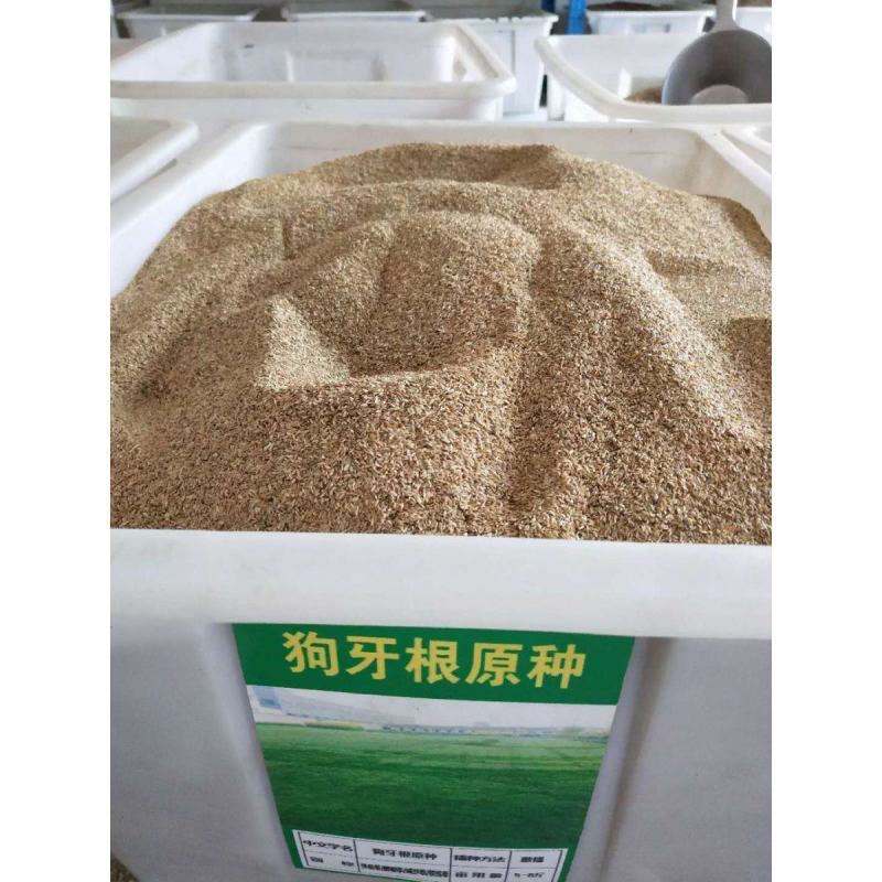 狗牙根种子草籽草坪种子护坡固土耐热耐旱耐践踏四季常青工程