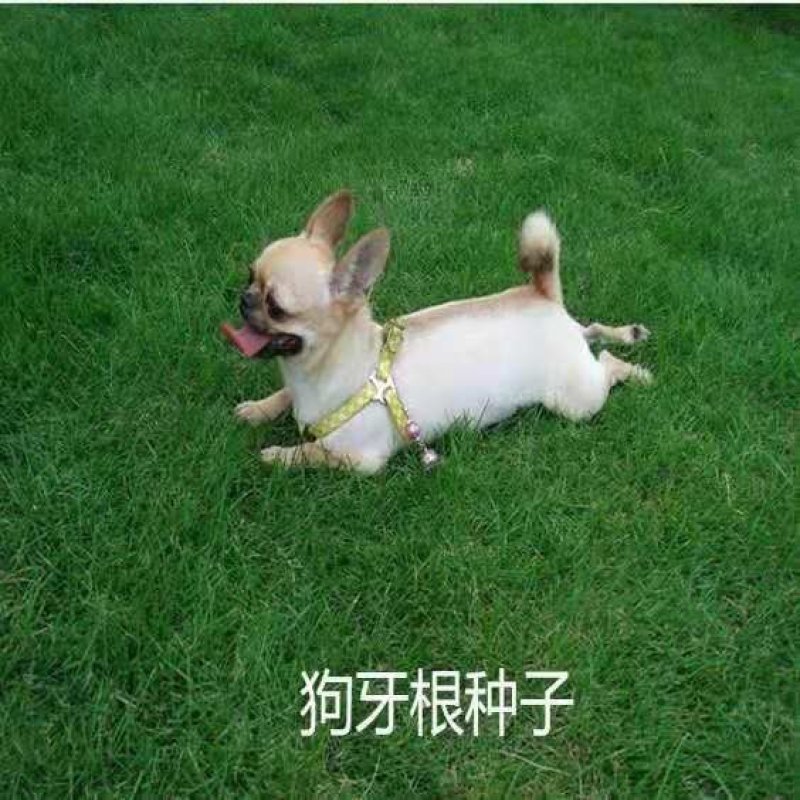 草坪种子护坡狗牙根高羊茅黑麦草种籽宽叶草四季青庭院绿化草