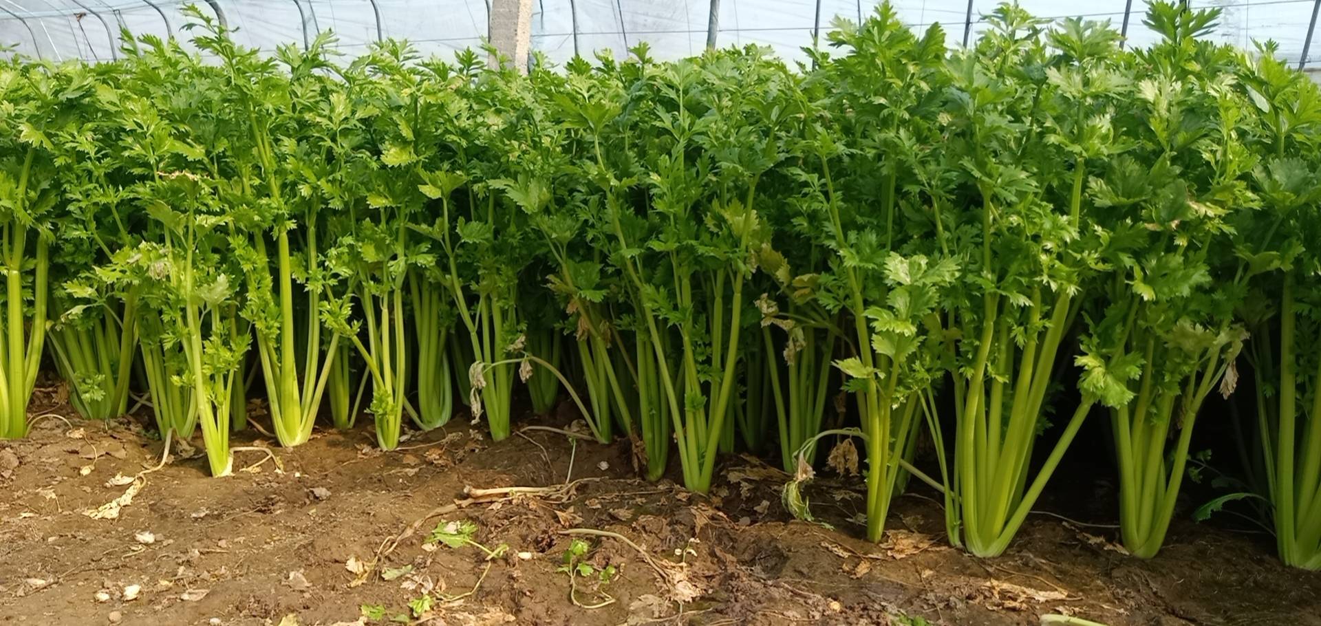 两组并列展示的蔬菜植株:左侧为高大、叶柄宽厚、颜色浅绿的西芹植株,右侧为矮小紧凑、叶柄细长中空、深绿色的本地芹菜植株;背景为农田环境,地面有湿润土壤痕迹,叶片上有轻微露珠反光 西芹与普通芹菜植株对比图