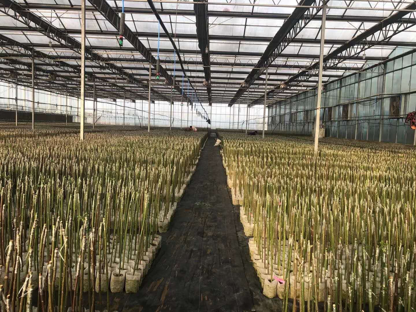 大花月季生产基地全景