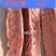 新鲜速冻多肉猪龙骨排骨猪骨头猪脊骨一箱20斤饭店食堂快餐