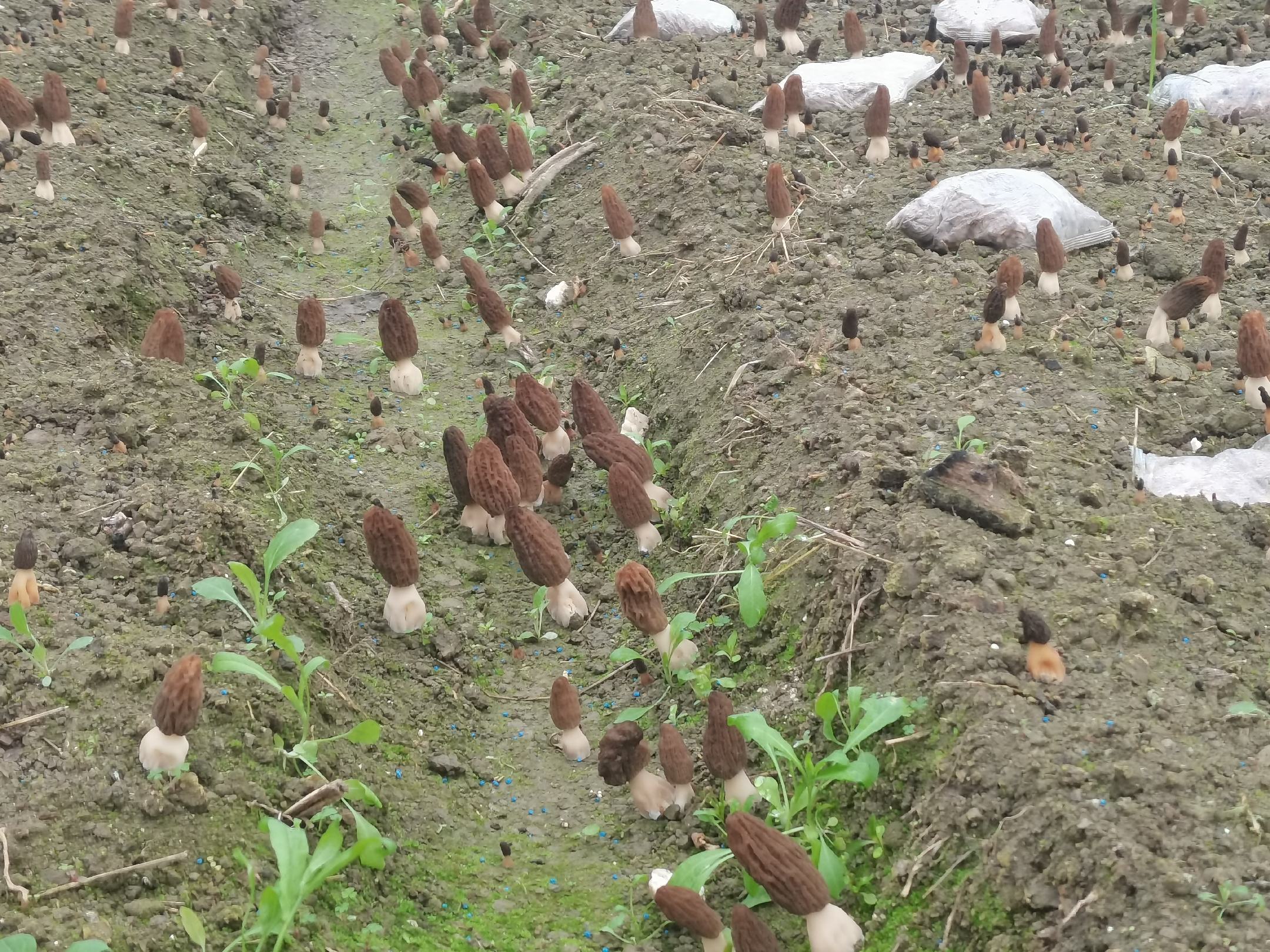 一位野外采集者蹲在树林中,手持放大镜正在仔细观察一朵羊肚菌,旁边放置一个笔记本记录特征,背景可见其他几种外形相似的野生蘑菇散落于落叶层上,阳光透过树梢洒下 野外辨识场景图