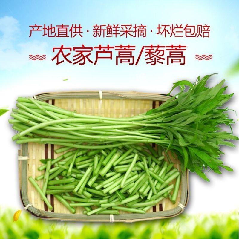 新鲜芦蒿，柳蒿，篱蒿去根带嫩叶，产地直发，欢迎来考察洽谈