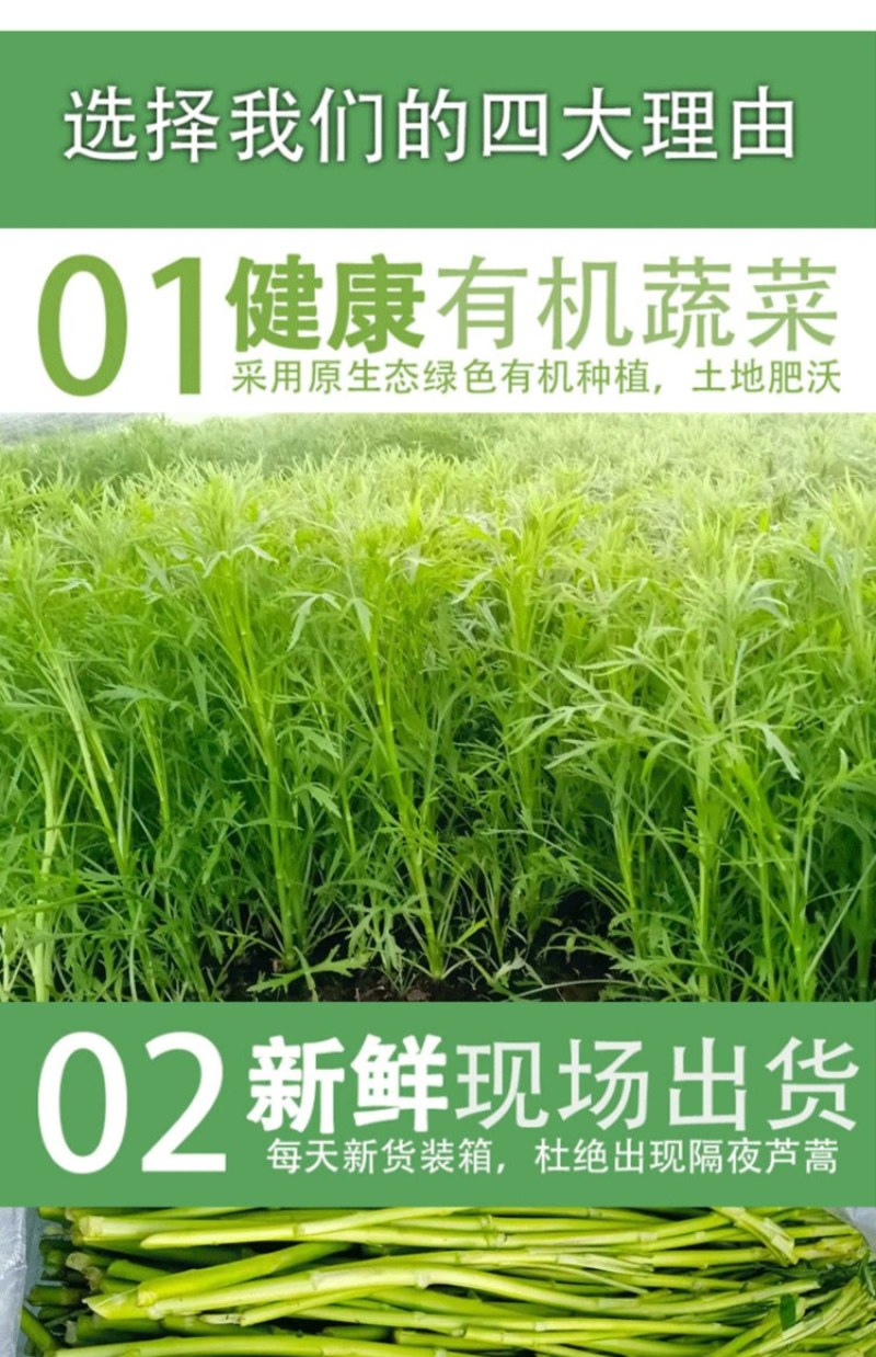 新鲜芦蒿，柳蒿，篱蒿去根带嫩叶，产地直发，欢迎来考察洽谈