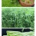 新鲜芦蒿，柳蒿，篱蒿去根带嫩叶，产地直发，欢迎来考察洽谈